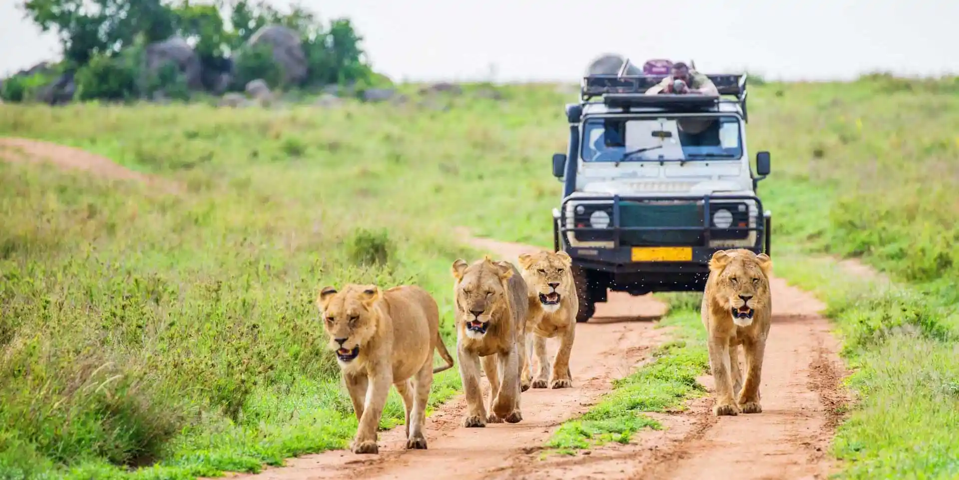 Safari Kenya Tours